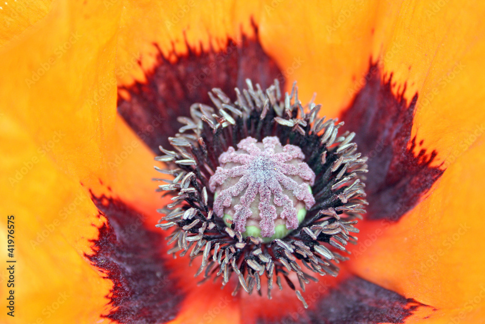 giant poppy flower giant poppy flower