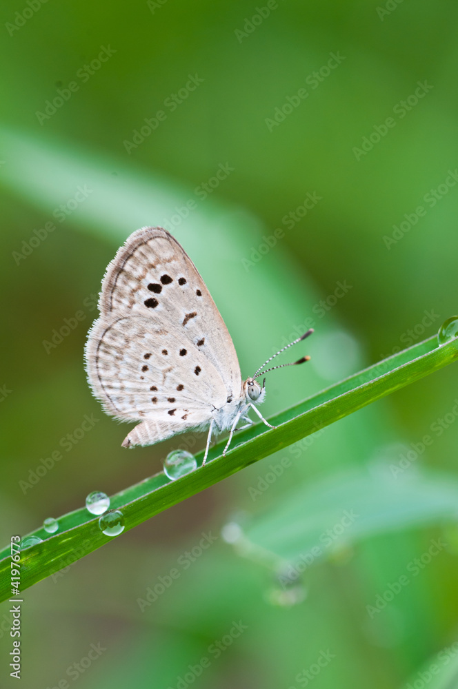 Pale Grass Blue butterfly , bangkok,thailand Pale Grass Blue butterfly , bangkok,thailand