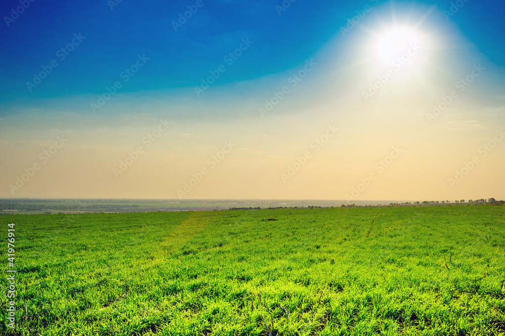 Field of grass,blue sky and sun.