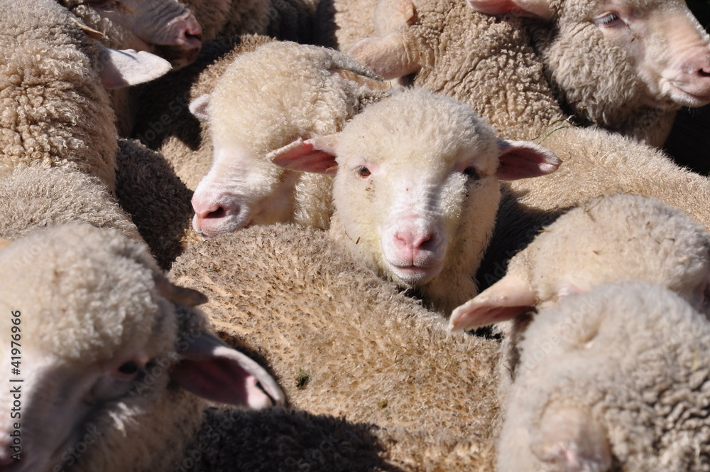 Naklejka premium new zealand sheep