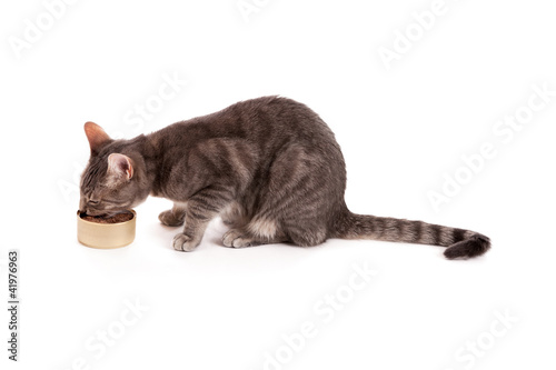Fototapeta Naklejka Na Ścianę i Meble -  Cat eating canned food isolated on white