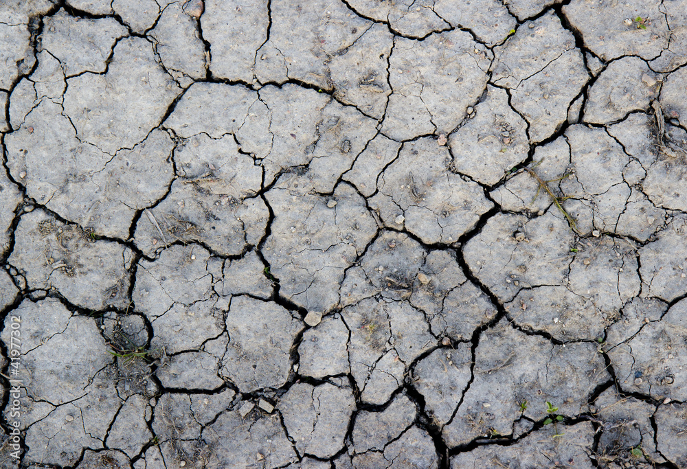 The dry gray earth with cracks texture. The dry gray earth with cracks texture.