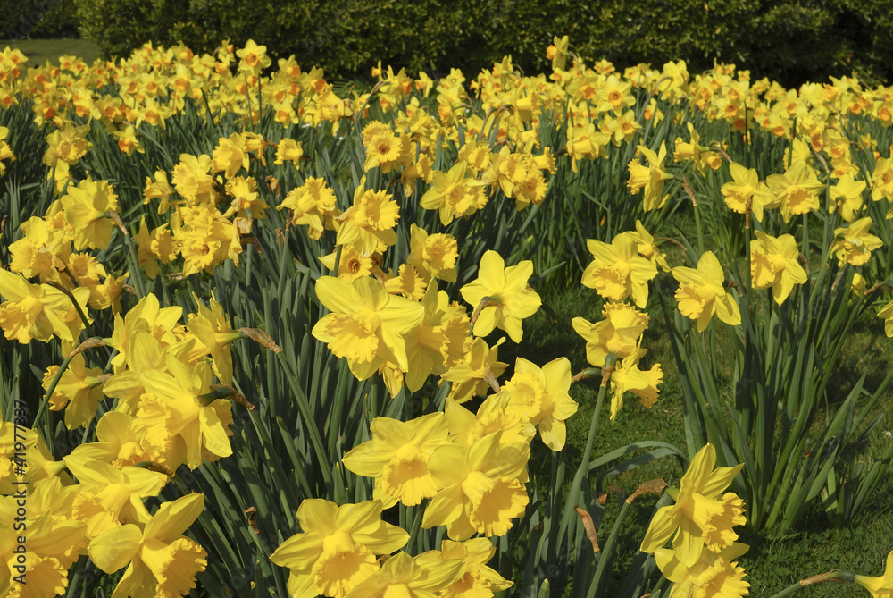 Fototapeta premium Field of daffodils