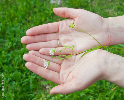 Delicate field flower in female hands with a wedding ring.