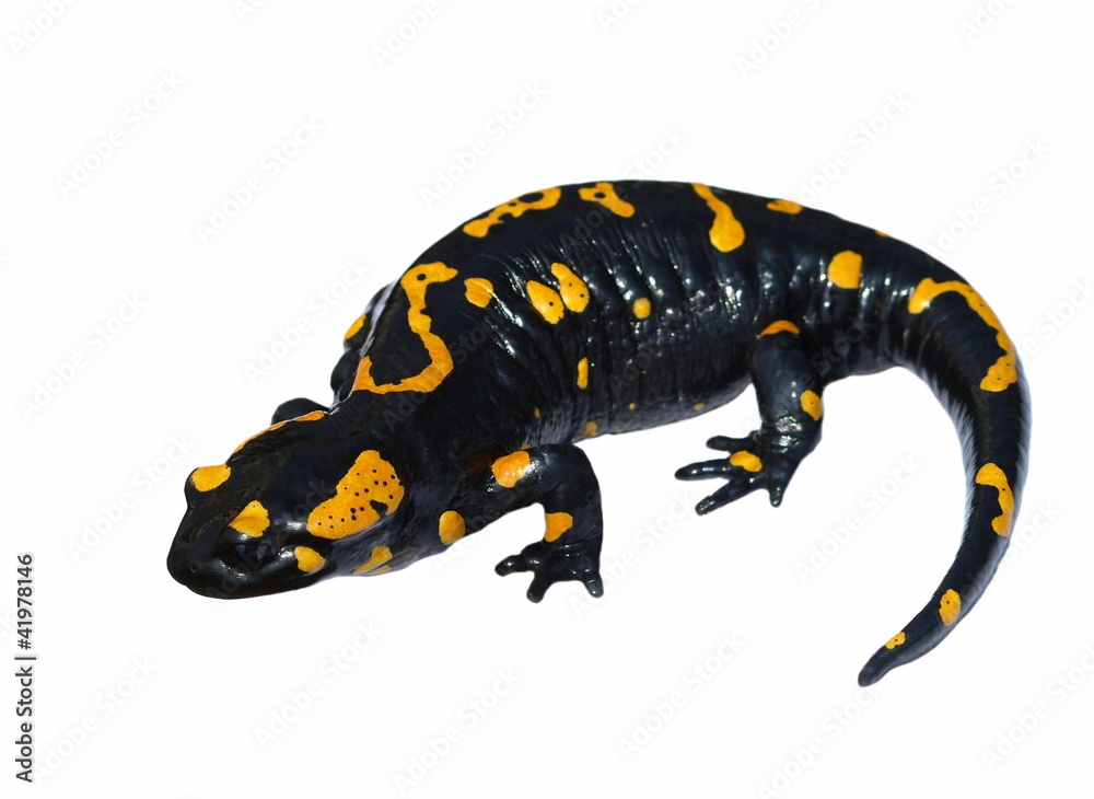Fire Salamander isolated on white background Fire Salamander isolated on white background