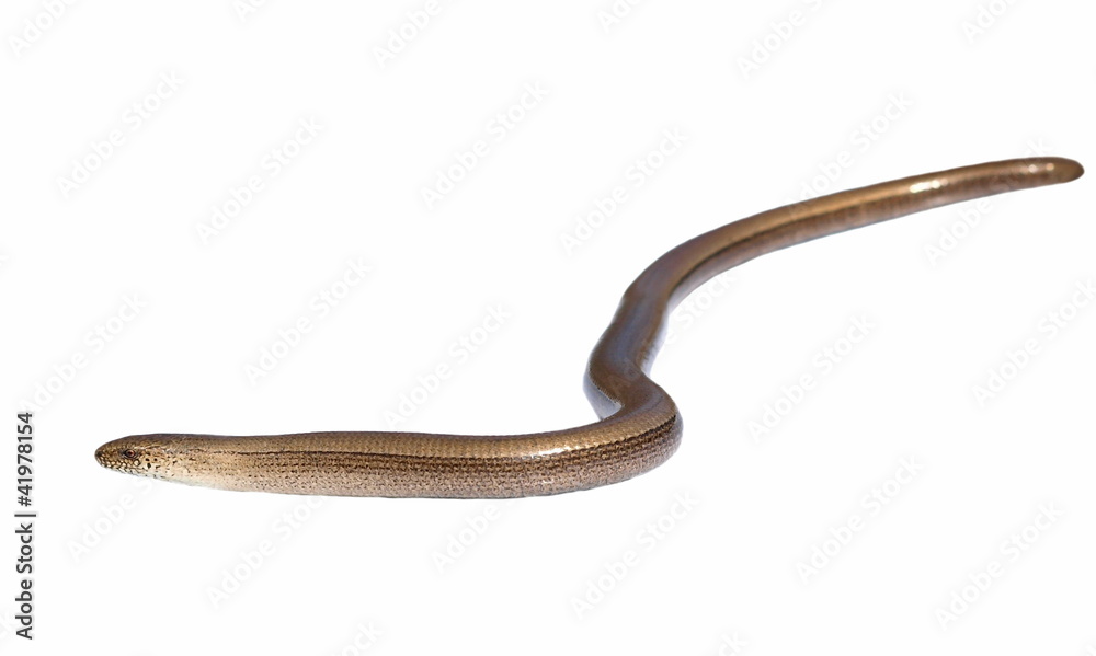 Slowworm (Anguis fragilis) isolated on white background Slowworm (Anguis fragilis) isolated on white background