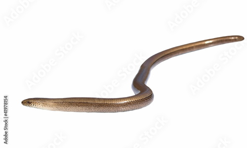 Fotografie Slowworm (Anguis fragilis) isolated on white background