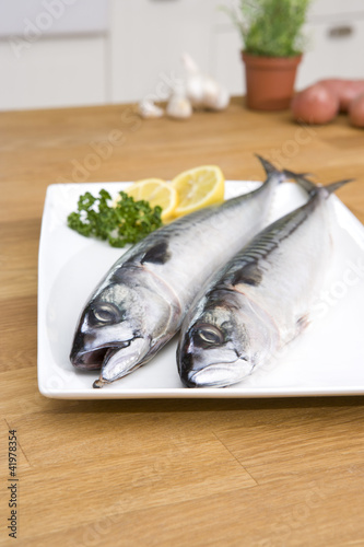 Küchenfertige Makrele