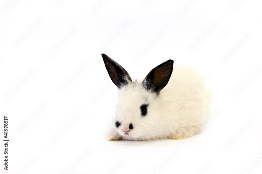 Fototapeta premium white bunny