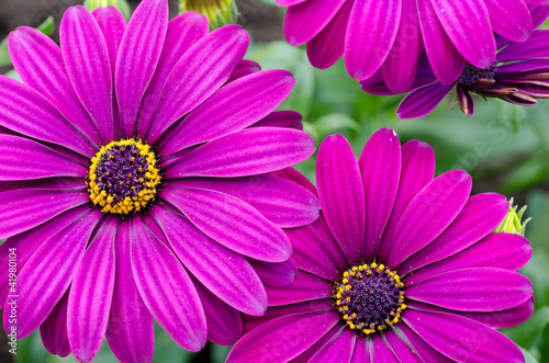 Purple daisy flowers, Osteospermum © dambuster