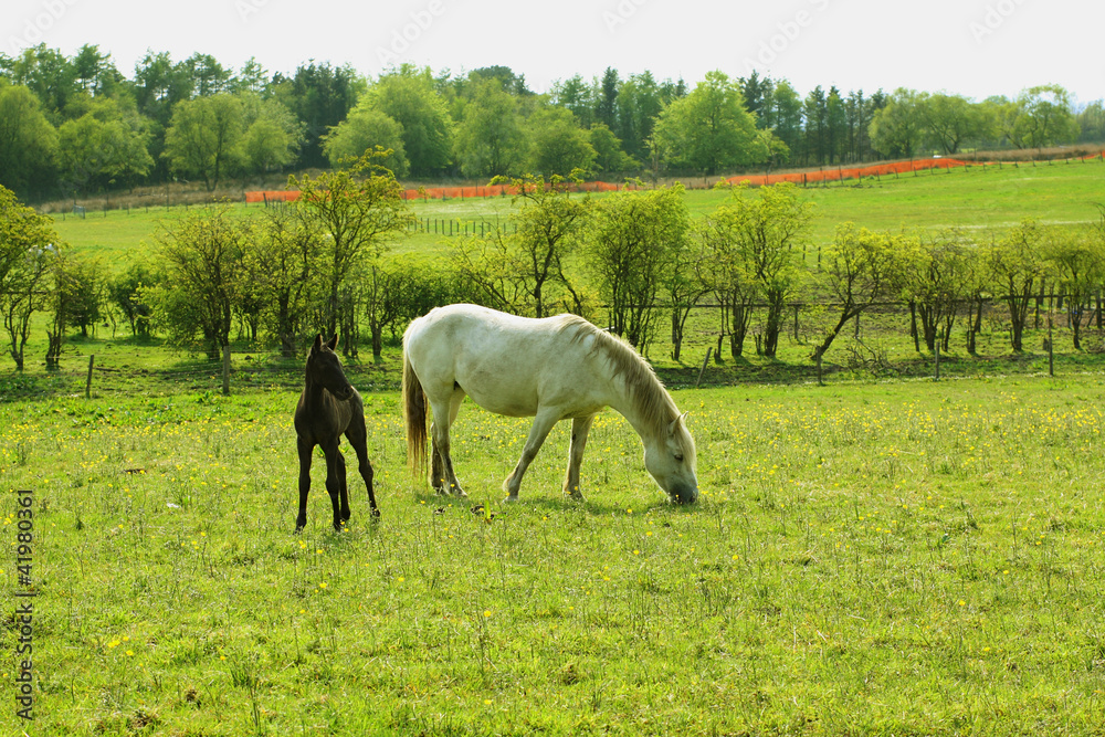 Two horses, a mare and a colt in Spring pasture Two horses, a mare and a colt in Spring pasture