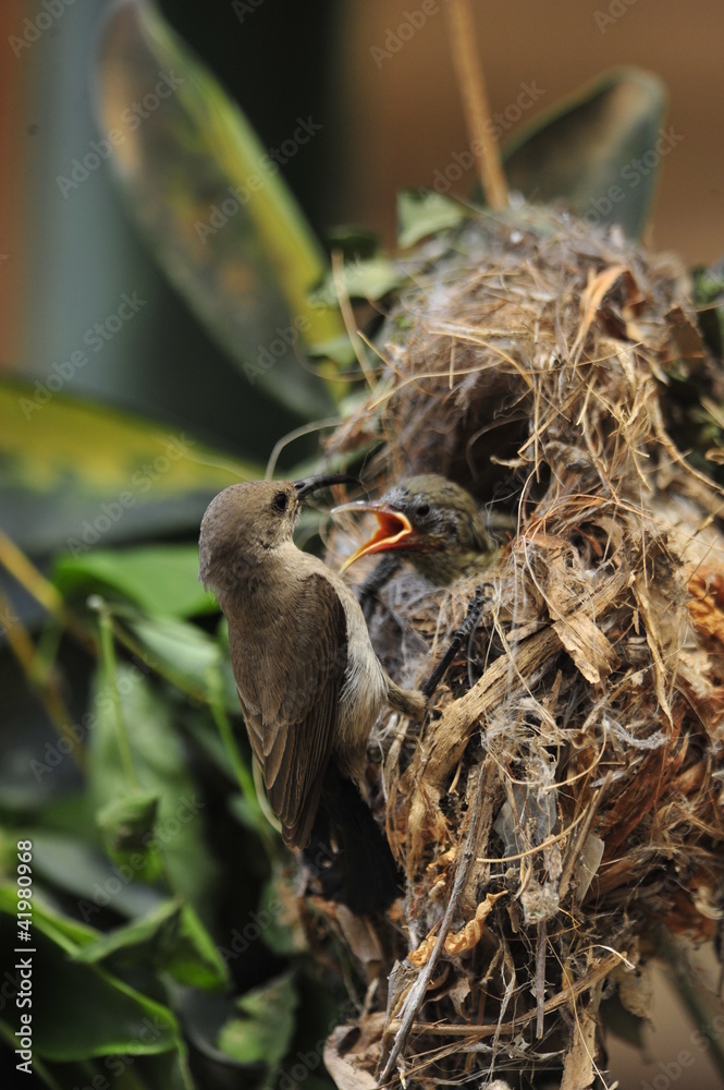 Obraz premium Female Sunbird feeding the chicks in nest