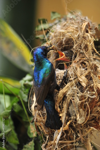 Male Sunbird feeding the chicks in nest