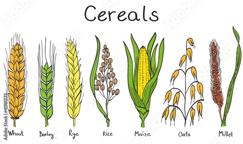 Cereals hand-drawn illustration