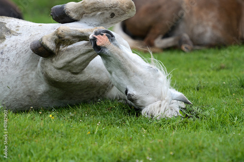Horse