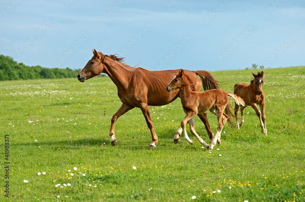 Fototapeta premium Horse