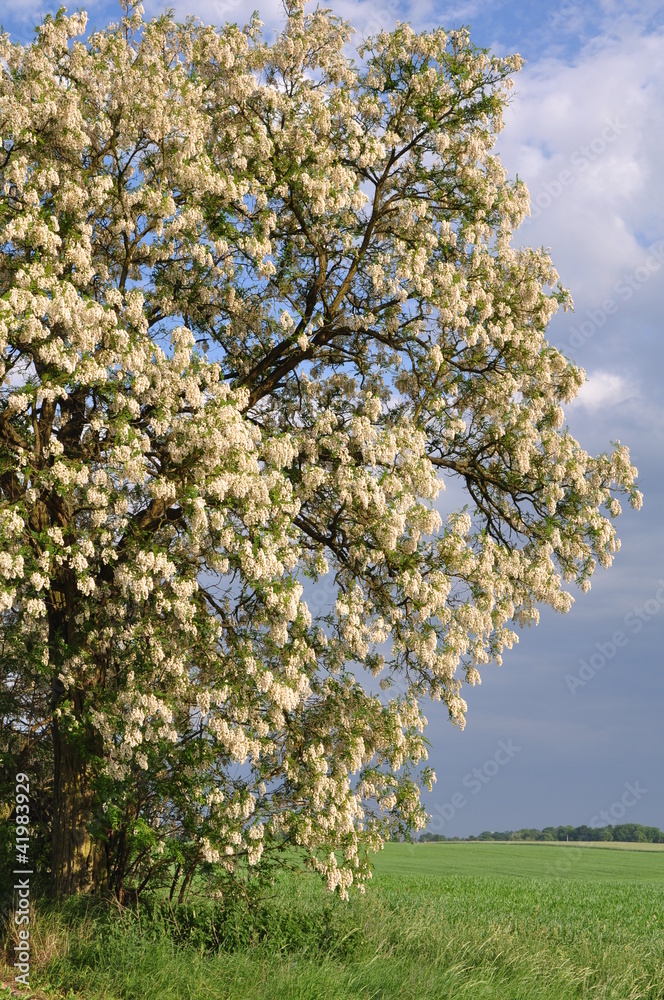 Robinia pseudoacacia