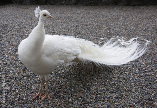 Albino peacock