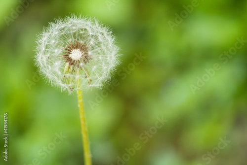 dandelion flower on a green background