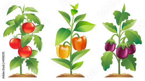 Eggplant, Tomato and Bell pepper plants photo