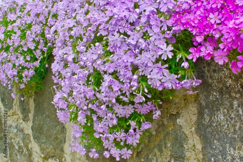 flowers on the garden walls of rough stone