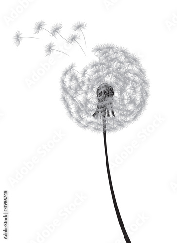 dandelion
