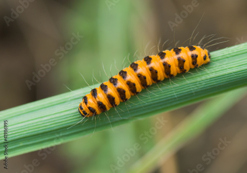 Tiny orange caterpillar with black stripes on a green leaf. © Yuri Kravchenko