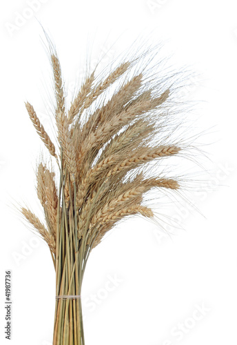 Bundle of the gold wheat ears