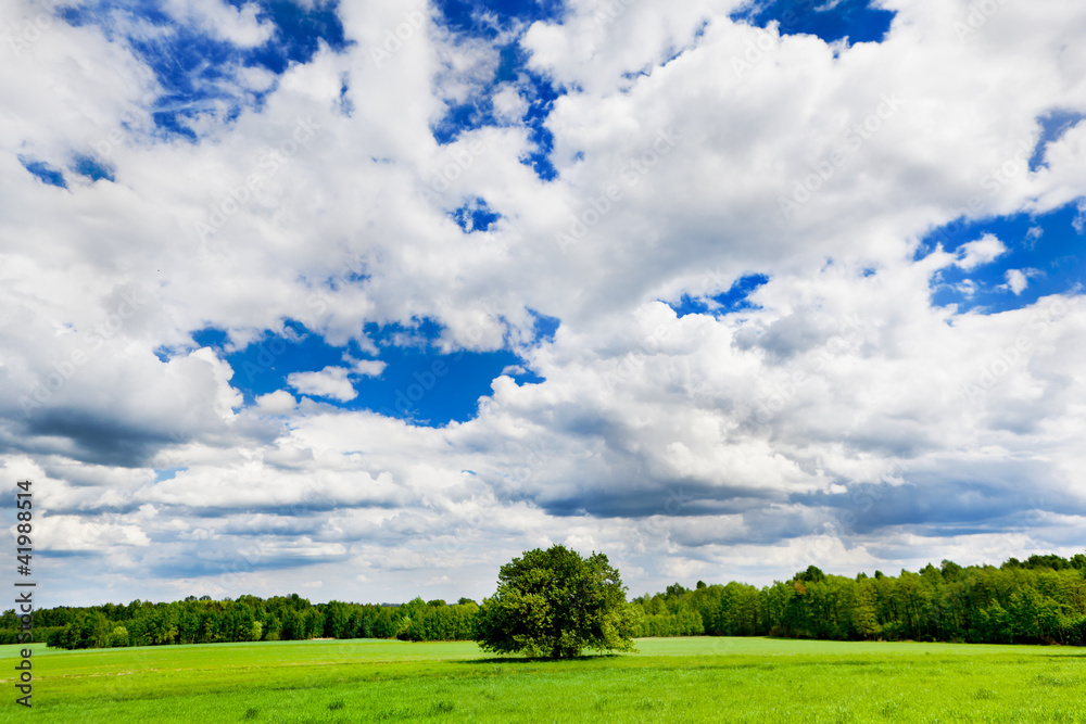 Landscape with the cloudy sky, fields of grain, tree. Landscape with the cloudy sky, fields of grain, tree.