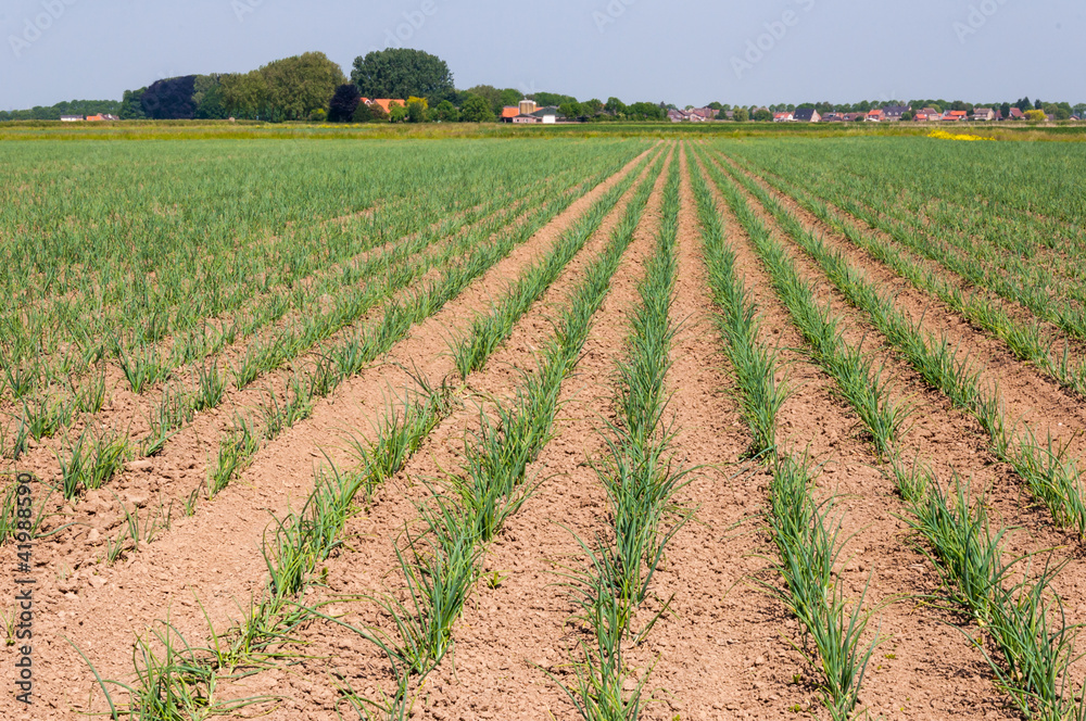 Large field with young onion plants in rows Large field with young onion plants in rows