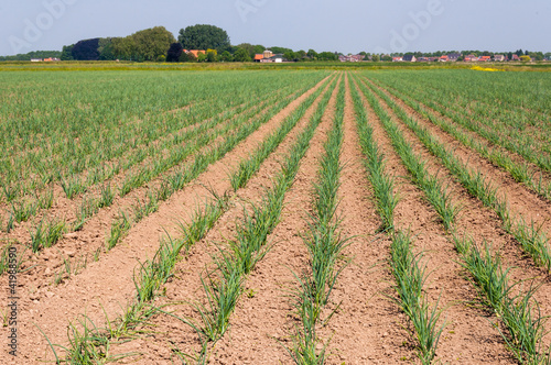 Large field with young onion plants in rows