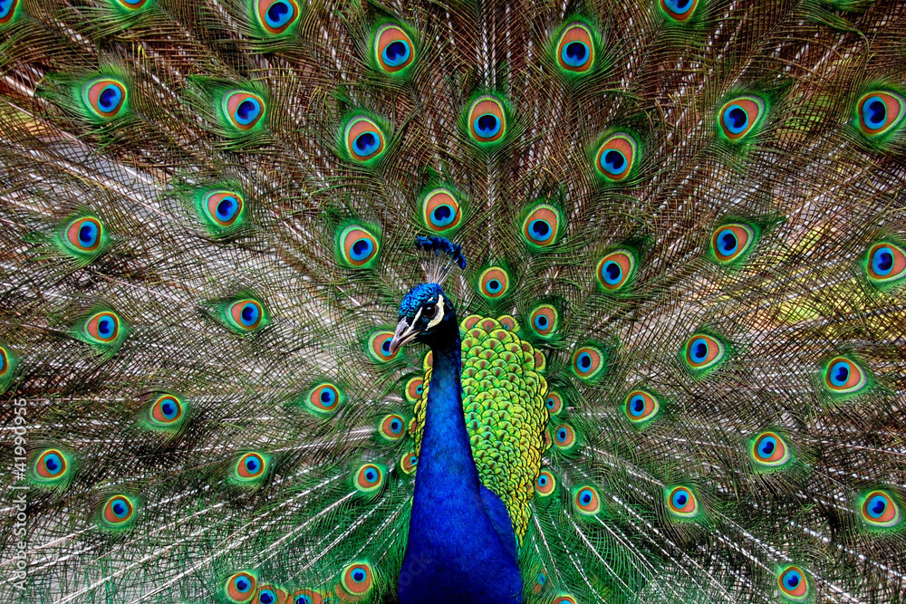 Obraz premium Peacock Showing Off Feathers