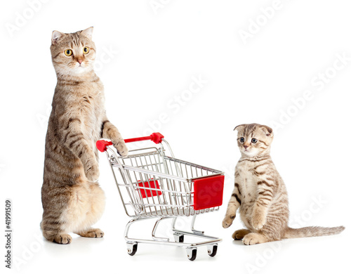 mother cat with shopping cart and kitten © Andrey Kuzmin