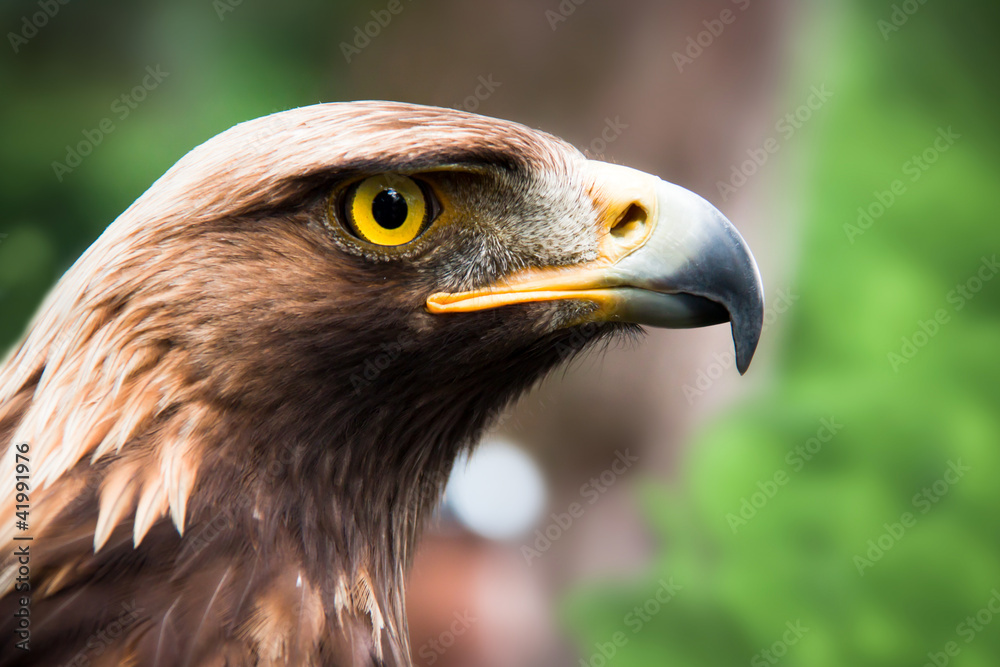 Obraz premium Steinadler