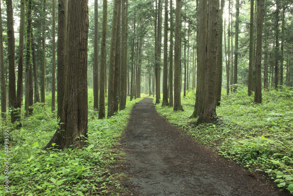 Fototapeta premium Hiking trail in the middle of forest