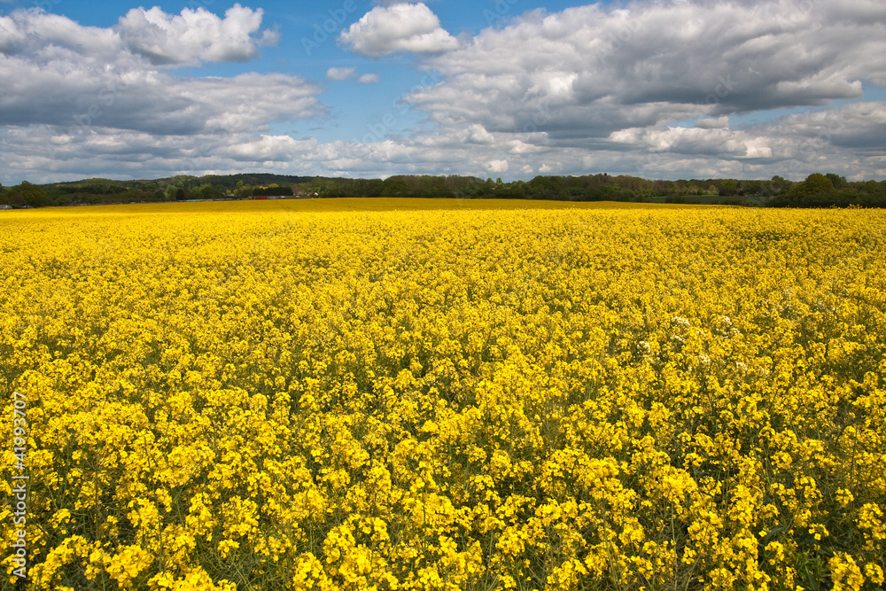 Rapeseed crop