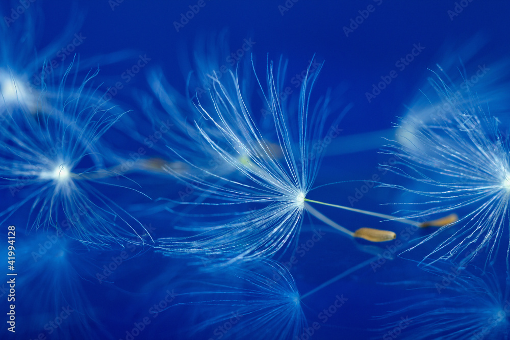Blowball Blowball