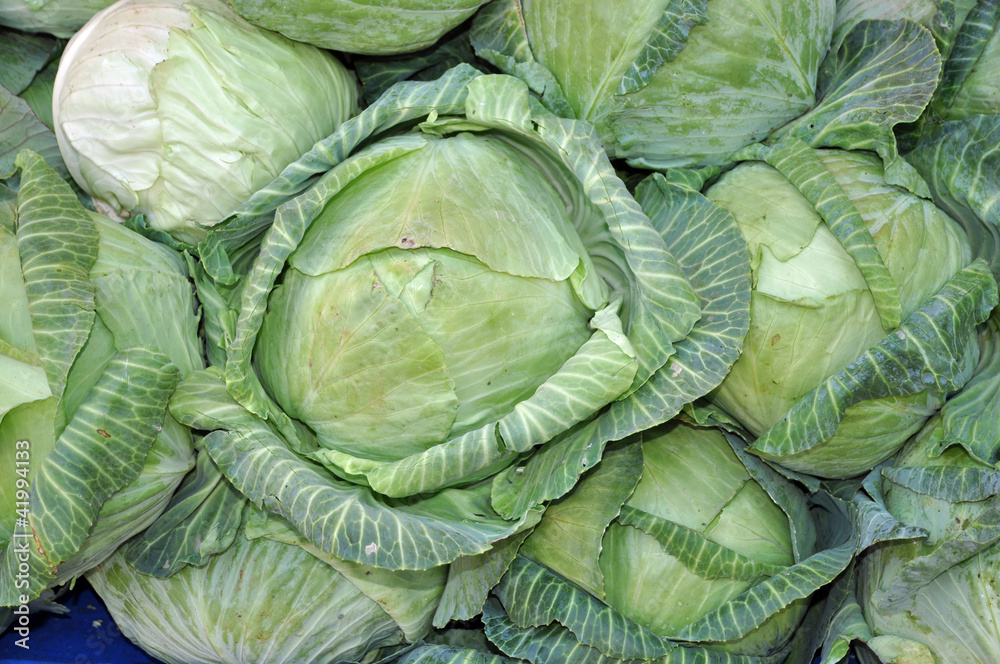 Weißkraut Weißkraut