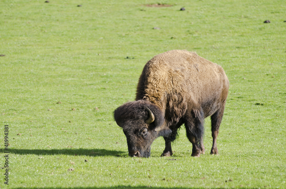 Grazing Bison in green grassy field Grazing Bison in green grassy field