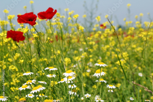 chamomile and poppy flowers © goce risteski