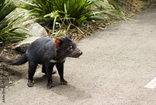 Tasmanian Devil in Taronga Zoo, Sydney, Australia