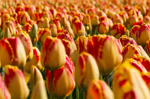 Tulip field in Holland