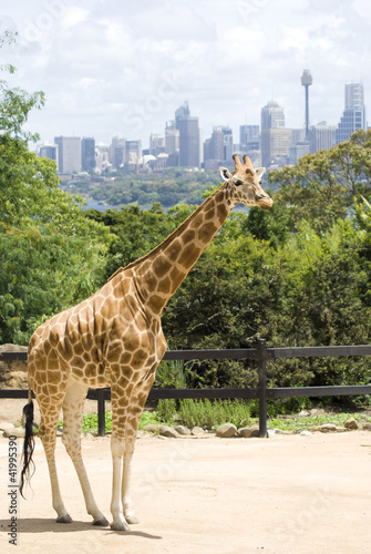 Photography Giraffe at Taronga Zoo, with Sydney CBD in background