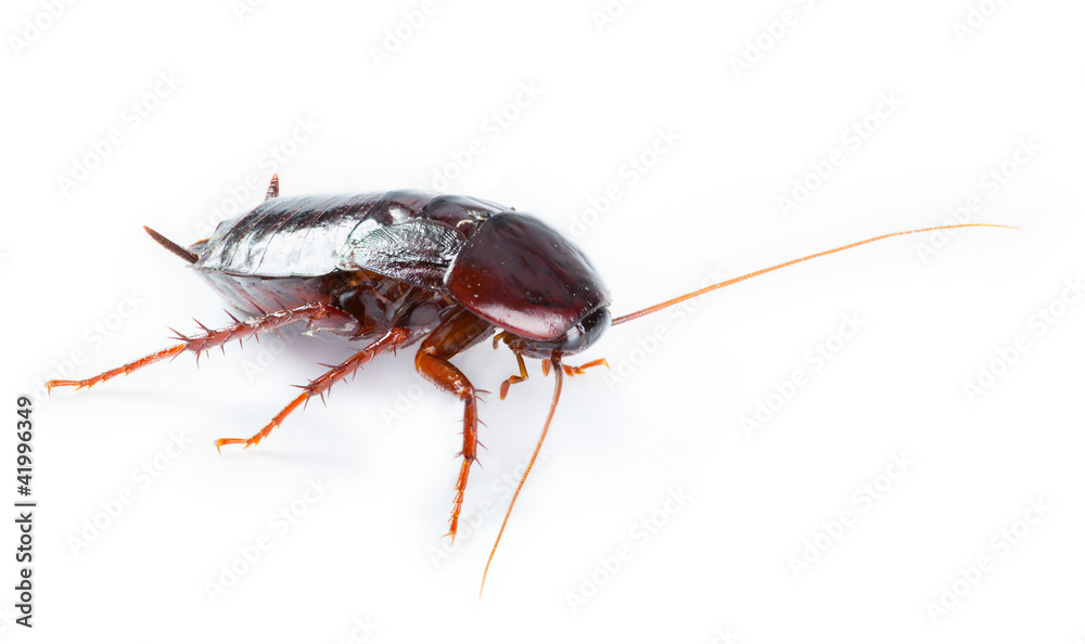 art Cockroach bug isolated on white background art Cockroach bug isolated on white background