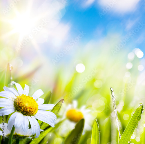 art abstract background summer flower in grass with water drops