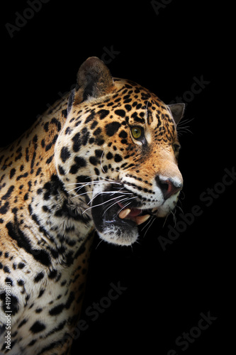 Jaguar head in darkness  isolated