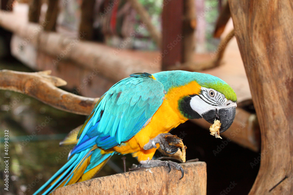 Blue & Gold Macaw is eating the banana