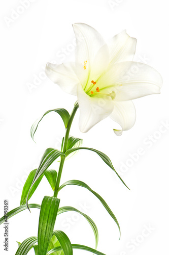 lily flowers head on white background