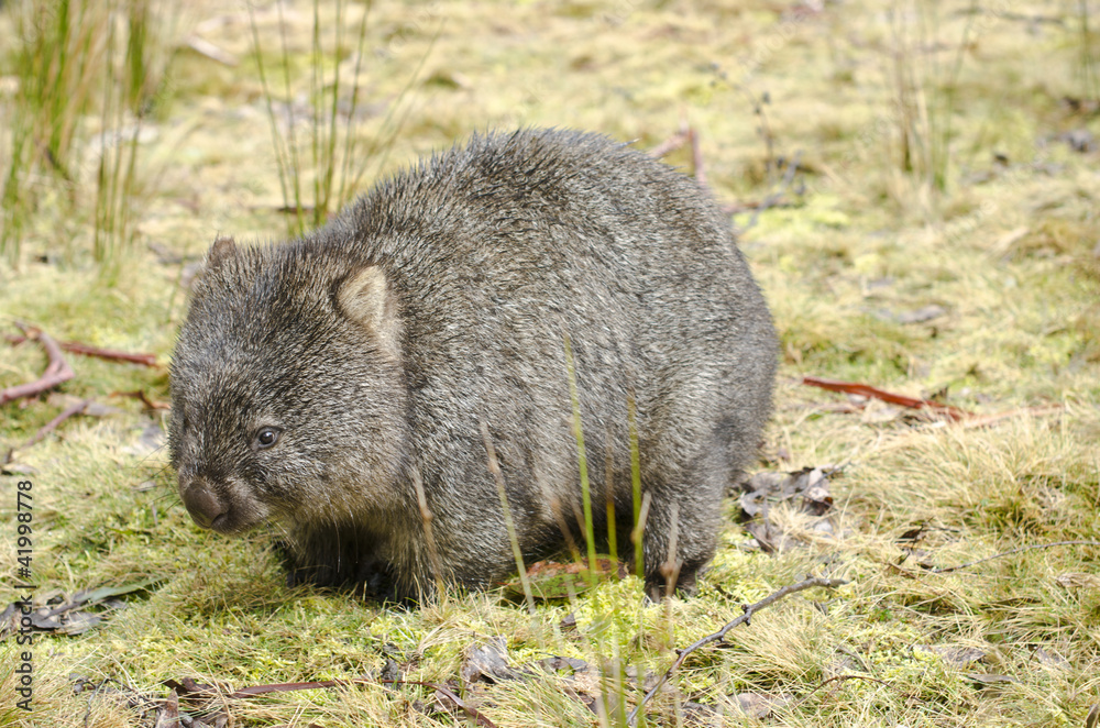 Wombat in Cradle Mountain National Park, Tasmania, Australia Wombat in Cradle Mountain National Park, Tasmania, Australia