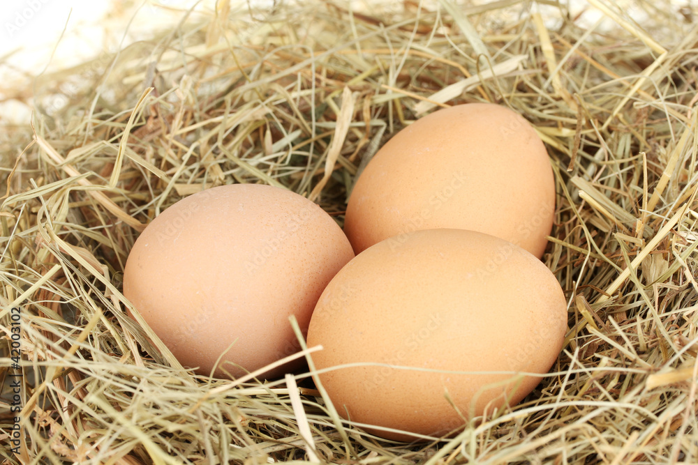 brown eggs in a nest of hay on white background close-up